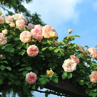 11 rožu šķirnes, kas dārzu rotās ar varenu ziedu krūmu