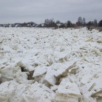 Vižņu drūzmas dēļ Daugavā pie Jēkabpils strauji paaugstinās ūdens līmenis