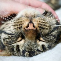 Jauns pētījums izaicina priekšstatus par kaķu murrāšanu