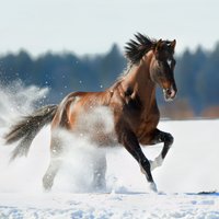 VUGD Jelgavas novadā izglābj ledū ielūzušu zirgu