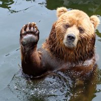 Будущая глава европейский дипломатии рассказала о ЕС и "русском медведе"