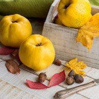 Vitamīniem bagātās cidonijas – receptes un ieteikumi pagatavošanai