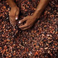 Купленная норвежцами Laima больше не закупает какао-бобы для производства шоколада