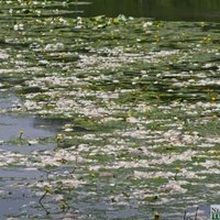В Шлокенбекское озеро продолжают поступать недостаточно очищенные сточные воды