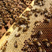 Miglošanas līdzekļu dēļ strīdas biškopji un Valsts augu aizsardzības dienests