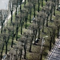 Šogad Rīgā plāno iestādīt 148 kokus