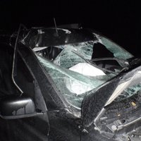 На дороге сбит лось: в ДТП пострадал водитель