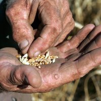 Latvijas graudkopju krīze – kompensēs 7 eiro par hektāru