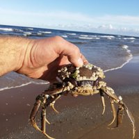 ФОТО: Читатель нашел на пляже в Гарциемсе Китайского мохнаторукого краба