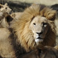 Rietumāfrikai draud pilnīga lauvu izzušana
