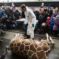 Дания: убившие жирафа сотрудники зоопарка получают угрозы
