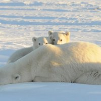 Dažiem vēl ir izredzes. Atklāj leduslāču populāciju, kas varētu izturēt klimata pārmaiņas