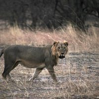 Найдена отличительная черта львов-людоедов