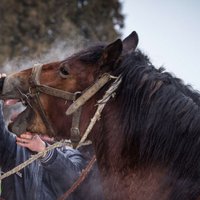 Par zirga nobendēšanu Jelgavas pusē tiesās sievieti
