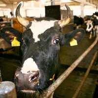 Valdība vēl nelemj par atbalsu piena nozarei, bet atbalsta ZM plānu