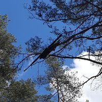 ФОТО. Найден "сбежавший" дрон: он застрял на дереве в Гаркалнском крае