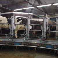 Latvijas lauksaimnieki kā šā gada 'neražu' vērtē problēmas piensaimniecībā un cūkkopībā