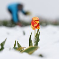Laika vērotājs prognozē sniegu vēl maijā; Jāņos daudzviet līs