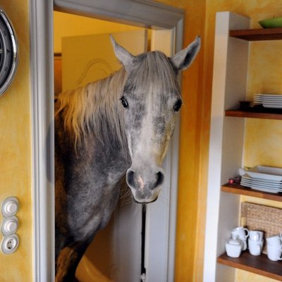 ФОТО: в квартире у женщины поселилась лошадь