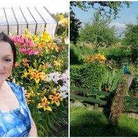 Kristīnas dārzs Gudeniekos ar dzīviem pāviem, sapītām narcisēm un papagaiļknābi