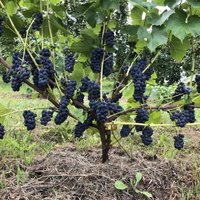 Lai nākamgad būtu bagātīga raža: kā rūpēties par vīnkokiem rudenī
