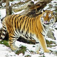 Козел Тимур выгнал тигра Амура из его убежища во время снегопада