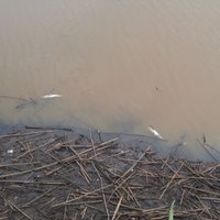 Zivju nāve Hapaka grāvī: ūdeni remontu dēļ nolaidusi Rīgas dome