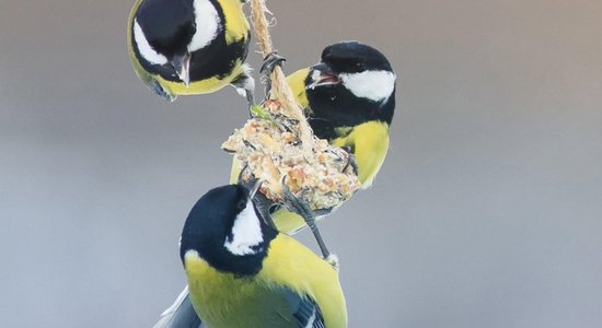 Ужин птичкам нужен: Как самим сделать очень простой и вкусный корм для птиц