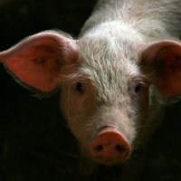 Американского фермера съели его собственные свиньи