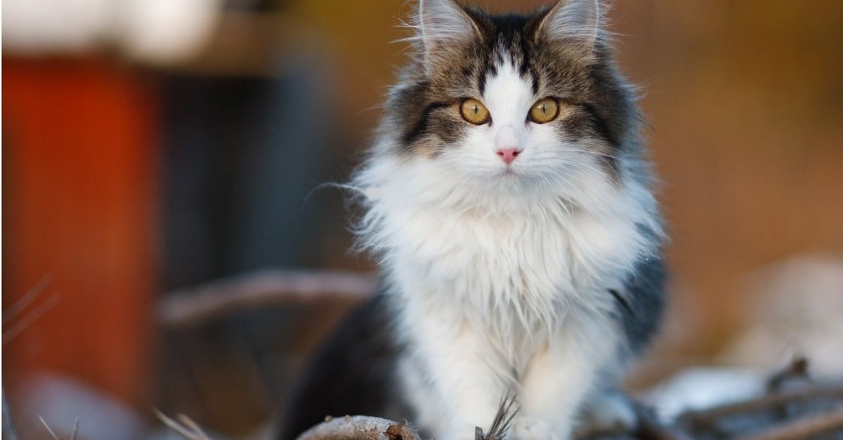 Чеснок от глистов и другие мифы о кошках