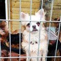 Дело о "собачьем концлагере": с хозяйки 58 собак хотят взыскать 29 000 евро