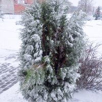 Ziemā sniegs no skujeņiem dārzā jāpurina nost, mudina speciālisti