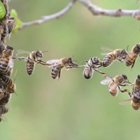 Policisti īpašniekam atdod 16 nozagtus bišu stropus