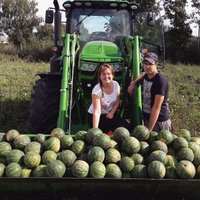 ФОТО: Как хозяйство в Илукстском крае вырастило несколько десятков тонн арбузов