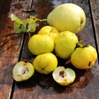 Latvijas citrona - cidonijas labās īpašības un daudzās imūnsistēmas uzlabošanas spējas