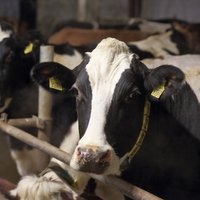 Zemnieki: notikumi piena nozarē - šā gada lielākais cirks