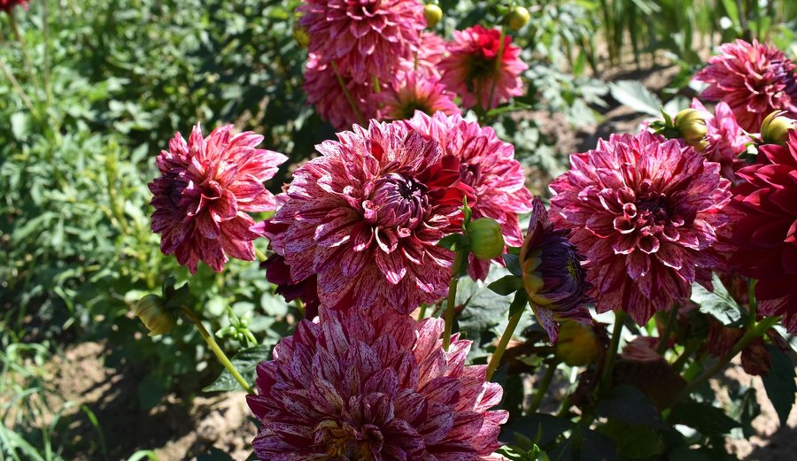 Unbeatable Varieties of Dahlias for Your Garden – Recommended by Elīna Zaļā