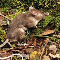 Ученые обнаружили крыс с необычно длинными лобковыми волосами
