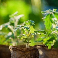 Sēšanas gudrības: kā pareizi audzēt tomātu dēstus un nepieļaut kļūdas