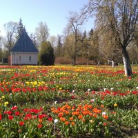 Lietuvas Holande – Burbišķu muiža, kur apskatāmas tūkstošiem ziedošu tulpju