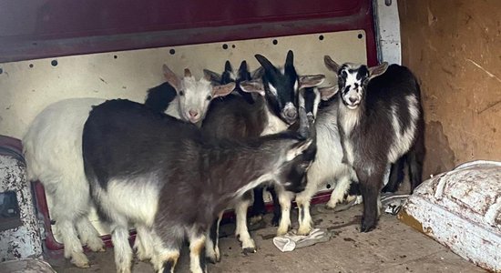 ФОТО. Воры позарились на шесть коз: полиция ищет свидетелей кражи