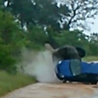 Video: Safari parkā zilonis apgāž tūristu mašīnu