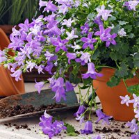 Lillā maģija jeb Kā izveidot puķu dārzu violetos toņos