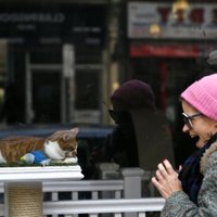 Foto: Jaunā Londonas kaķu kafejnīca gūst negaidītu peļņu un apbur britus