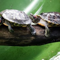В Рижском зоопарке взвесят галапагосских черепах