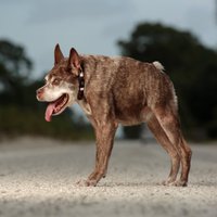 Foto: Kā dzīvo pasaulē neglītākais suns