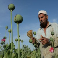 Наркобизнес в Афганистане расцвел при американцах. Как будет при талибах?