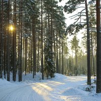 Piedzīvojumu tūrisms Latvijas mežos un purvos. Kas tas ir, kurp doties un kā sagatavoties, lai izbaudītu?