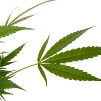 Жителям Коннектикута разрешили лечиться марихуаной