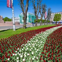ФОТО. У Памятника свободы в честь 100-летия Латвии цветут тюльпаны и гадючий лук
